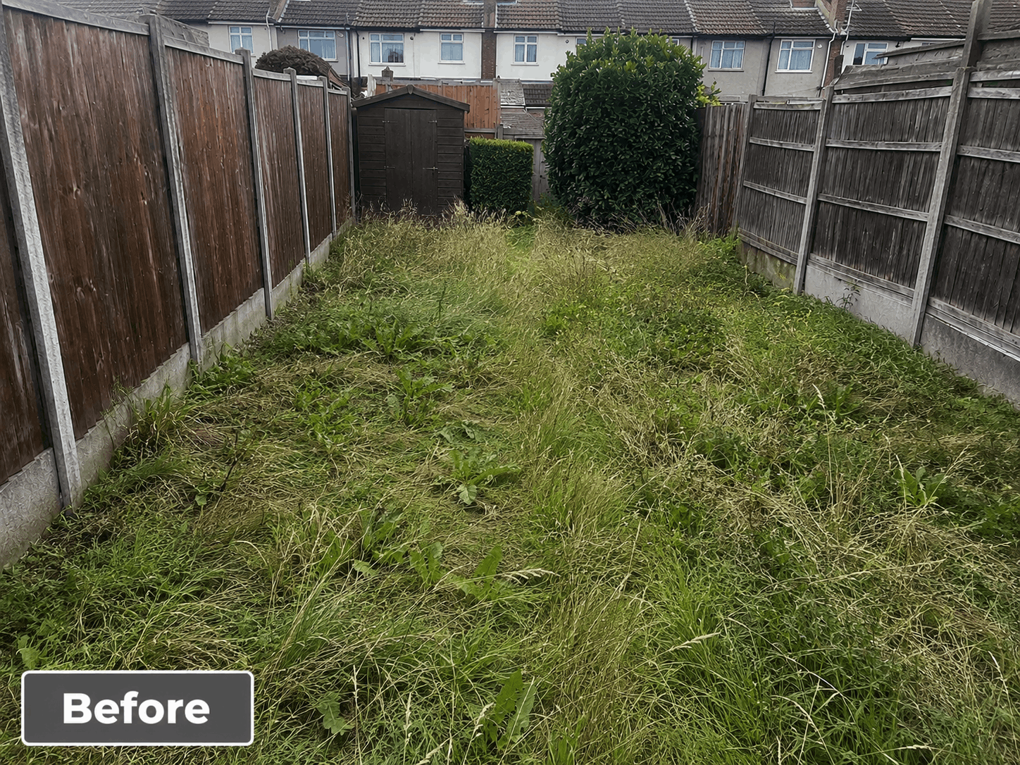 Overgrown garden before and after professional cleaning - before